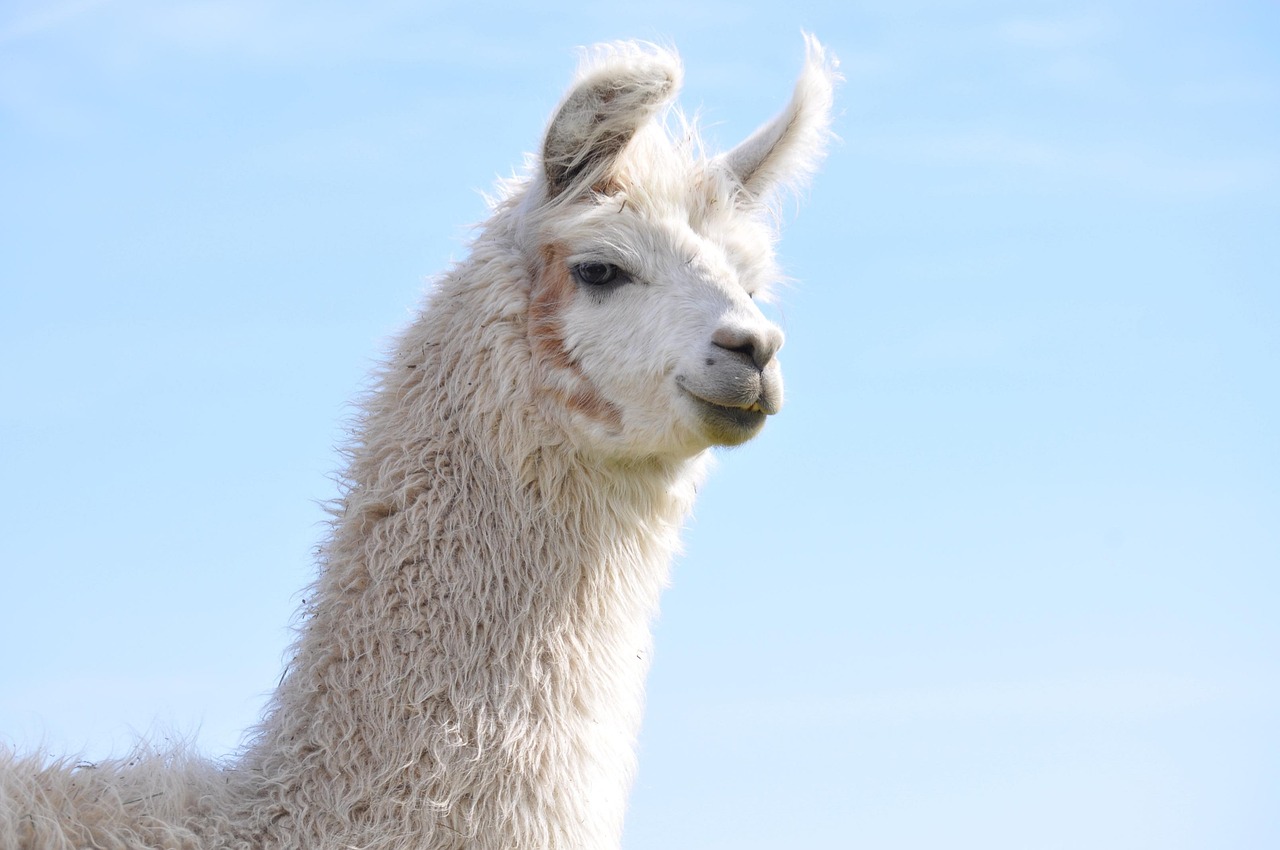 京东通信实名账号:承德专利代理平台