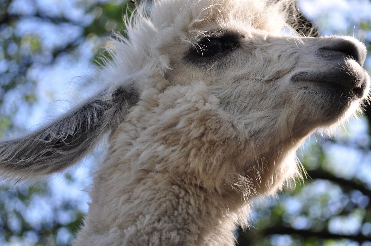 新射雕群侠传之铁血丹心:石家庄诊所注册代理