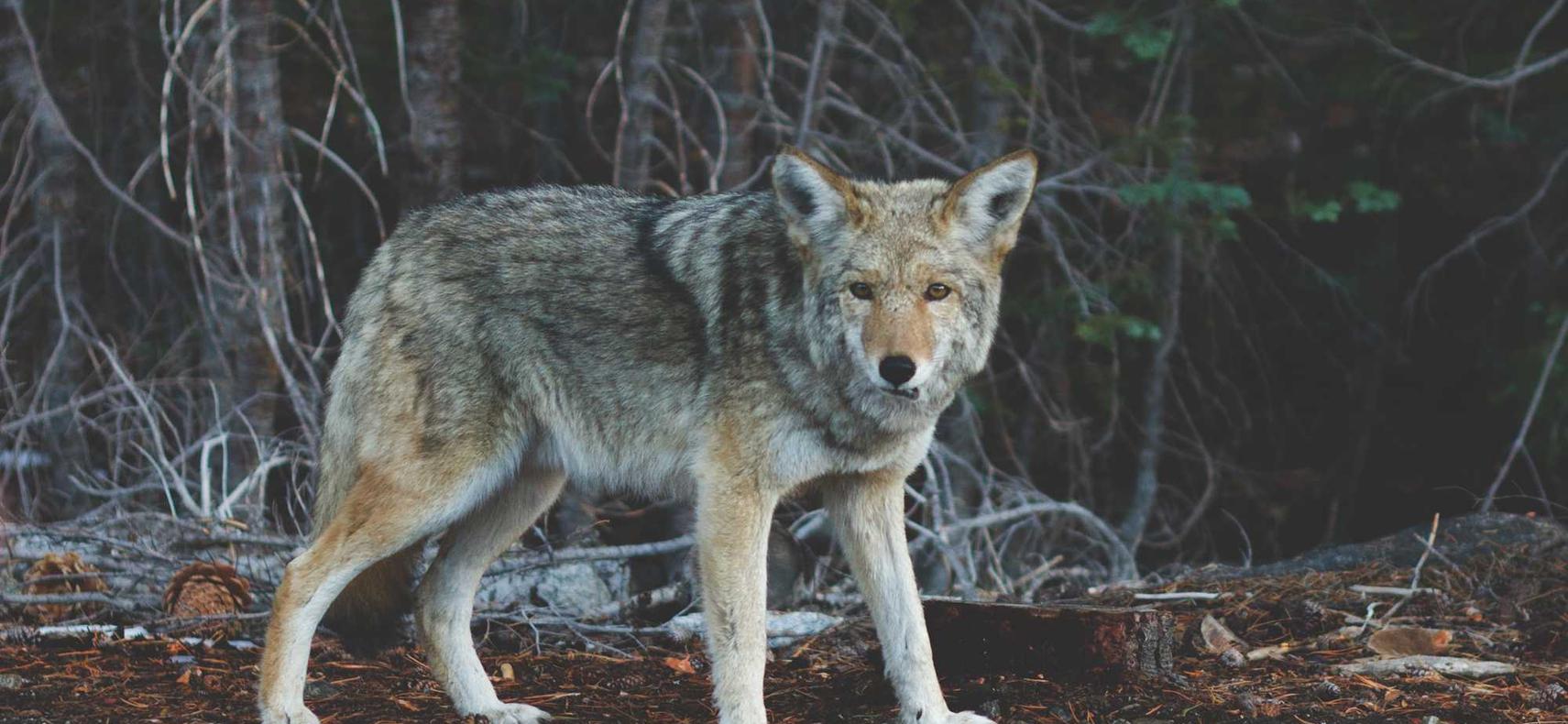 宇宙ip实名账号：流量卡如何解决不同设备的通讯问题？